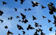 К чему снится голубь: толкование по различным сонникам